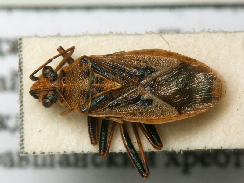 Corizus altivolens